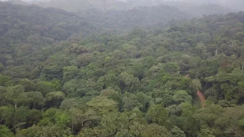Misty Bwindi Canopy with Red Track Tilting Up to Cleared Grassy Hilltop, Uganda 스톡 동영상 348115222