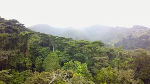 Misty Bwindi Impenetrable Forest Canopy with Fog on Ridges and Farmed Slopes Vídeos de archivo 348115024