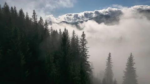 Misty Carpathian Forest And Mountain Clouds At Sunrise, aerial nature video Vídeos de archivo 335082873