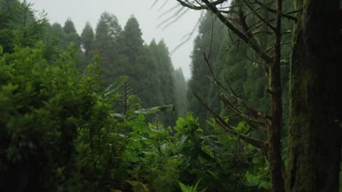 Misty Cedar Forest Along Grota do Inferno Trail on Sao Miguel Stock Footage 346479019