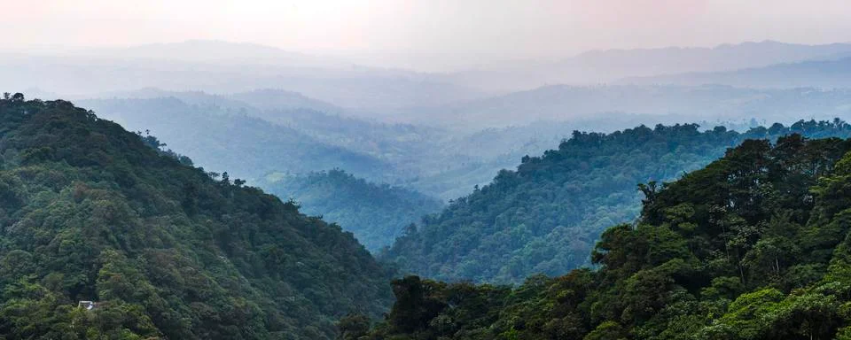 Misty Choco Cloud Forest, Ecuador, South America Stock Photos