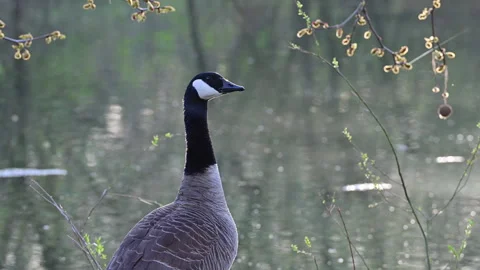 Misty cloud of a male Canada goose's Stock Video Pond5