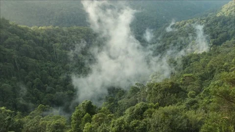 Misty Clouds Springbrook National Park, Qld, Australia Stock Footage 157619630