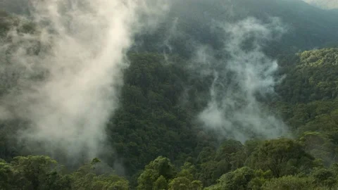 Misty Clouds Springbrook National Park, Qld, Australia Stock Footage 157619635
