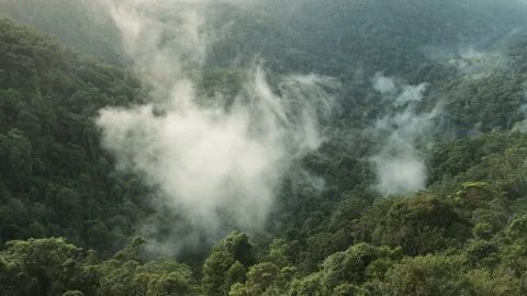 Misty Clouds Springbrook National Park, Qld, Australia Stock Footage 157619733