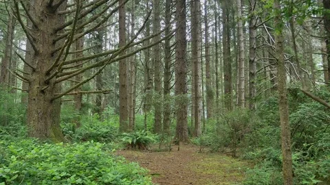 Misty Coastal Forest 2 Stock Footage 77765701