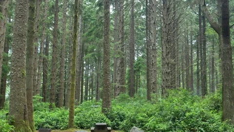 Misty Coastal Forest Stock Footage 77765123
