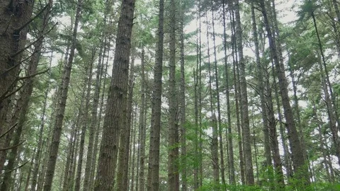 Misty Coastal Forest Tree Tops Stock Footage 77766237