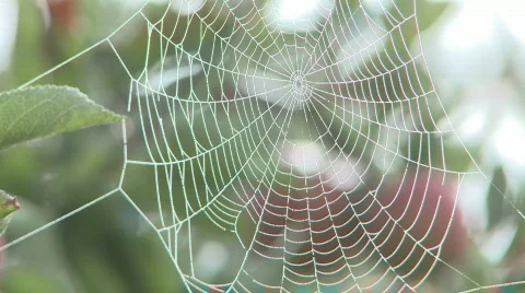 Misty cobweb Stock Footage 349080