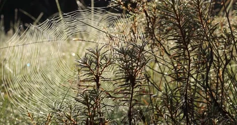 Misty cobwebs in the nature Stock Footage 162334828