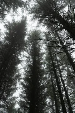 Misty Conifer Canopy in Beaworthy Stock Photos