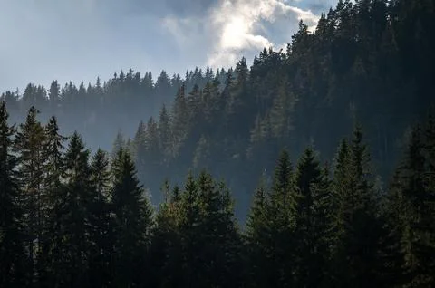 Misty Conifer Forest Backlit Sun Bulgaria Balkans Stock Photos