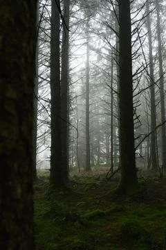 Misty Conifer Forest in Beaworthy Stock Photos