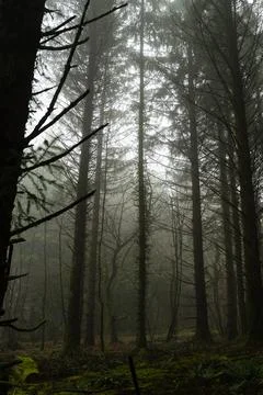 Misty Conifer Forest in Beaworthy Stock Photos
