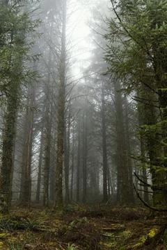 Misty Conifer Forest in Beaworthy Stock Photos