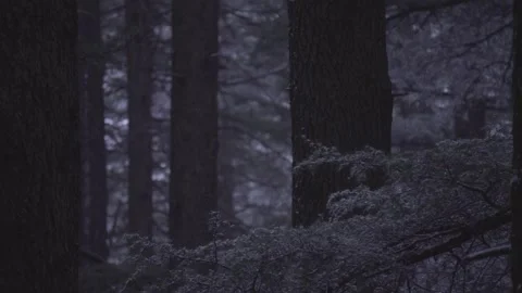 Misty Coniferous Forest with Snow Dusted Pine Branches Stock Footage 345631967