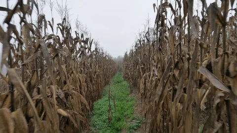 Misty Corn Field in Fall just before Harvest and Halloween in Kentucky Video stock 96756038
