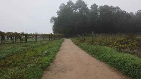 Misty countryside hyperlapse walk Stock Footage 229780148