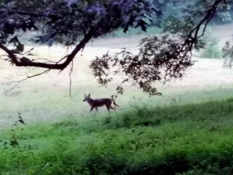 Misty Coyote Stock Photos
