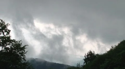 Misty Dark Forest Stock Footage 46119147