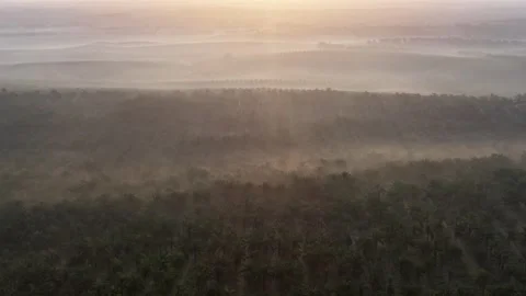 Misty dawn blankets rolling forested hills Stock-Footage 337539985