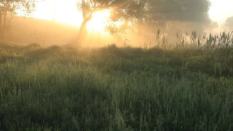 Misty dawn at the forest with the first sunrays. Video with original sound - Stock Footage 89796394
