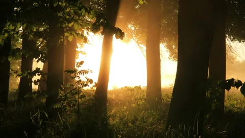 Misty dawn at the forest with the first sunrays. Stock Footage 100588540