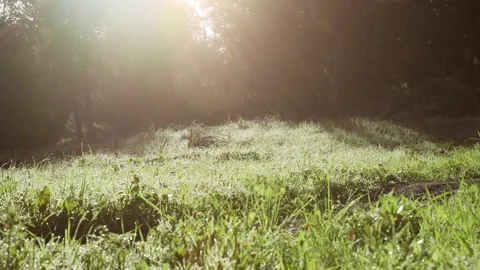 Misty dawn at the forest with the first sunrays Stock Footage 132002764