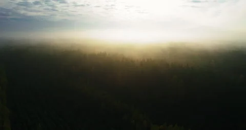 Misty dawn over a dense coniferous forest. 스톡 동영상 166114384