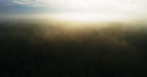 Misty dawn over a dense coniferous forest. Stock Footage 166800646
