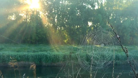 Misty dawn on the river with the first sunrays. Stock Footage 100590043