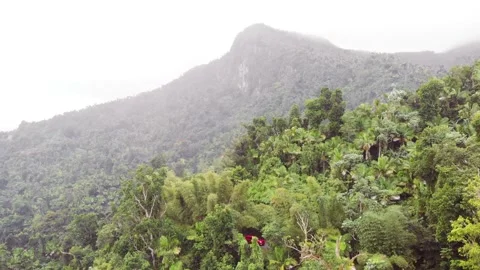 Misty day in a green rainforest in the mountains of Puerto Rico Stock Footage