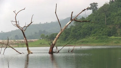 Misty day on a lake 動画素材 71086126