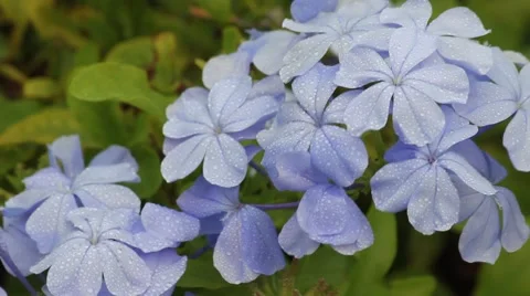 Misty dew flowers Stock Footage 40050672