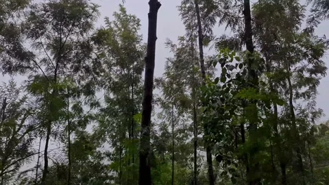 Misty dolly view moving through dense forest filled with towering pine trees Stock-Footage 346816770
