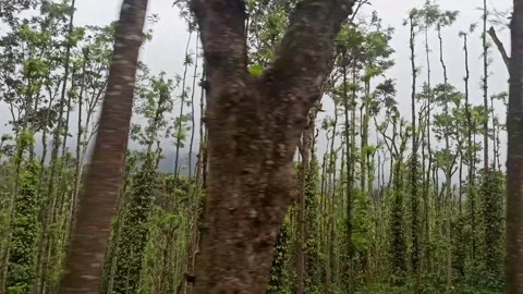 Misty dolly view moving through dense forest filled with towering pine trees Stock-Footage 346817490
