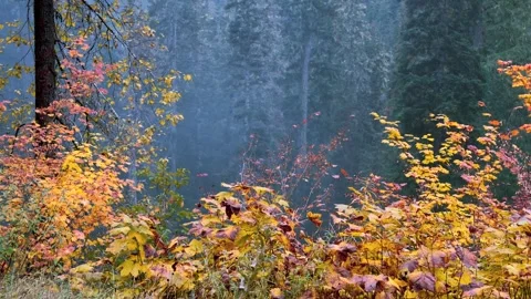 Misty dreamy landscape with fall foliage in autumn time in Mount Rainier na.. Stock Footage 320085379