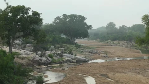 A misty dry riverbed winds gracefully through the African wilderness in Kruger Video stock 340488437