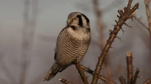 Misty evening. Hawk owl sunset, Surnia ulula, hidden in pine tree. Hawk owl pink Stock Footage 171312799