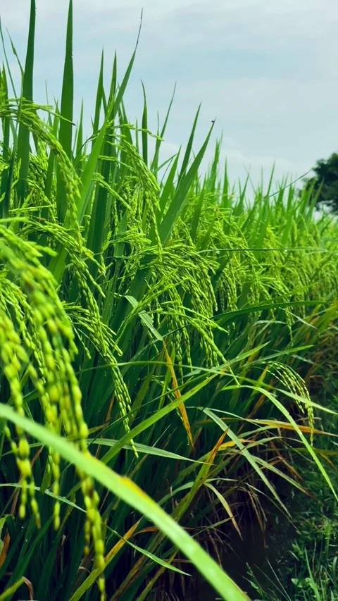 Misty Evening Over Rice Fields Video stock 304576425