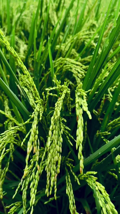 Misty Evening Over Rice Fields Stock Footage 304576471