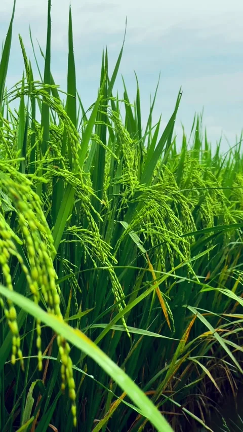 Misty Evening Over Rice Fields Stock Footage 304576476