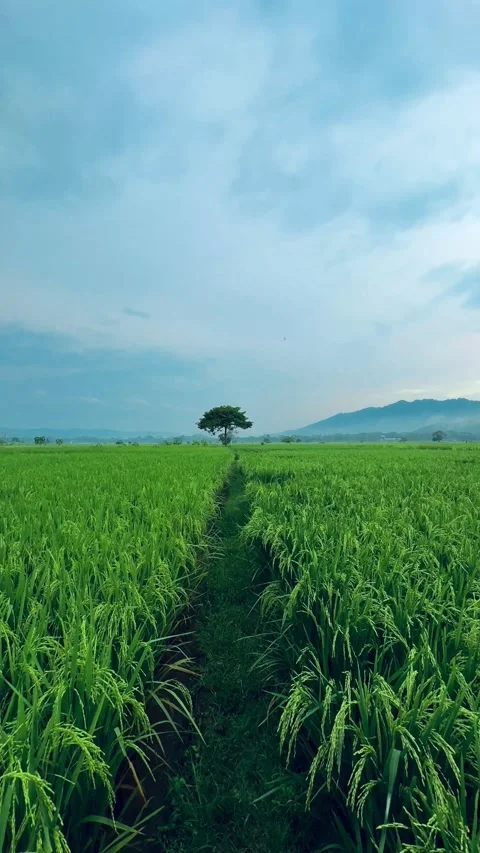 Misty Evening Over Rice Fields Stock Footage 304576481