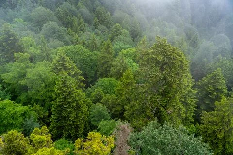 Misty evergreen forest canopy viewed from above with dense green trees disa.. Stock Photos