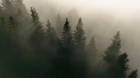 Misty evergreen forest emerging through soft golden morning light, Atmospheric Stockbeeldmateriaal 339500991