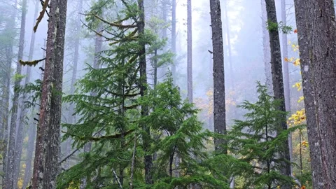 Misty Evergreen Forest in Mount Rainier National Park Stock Footage 332142495