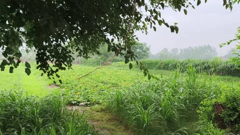 Misty Farmland Under Tree Canopy Stockbeeldmateriaal 340968058