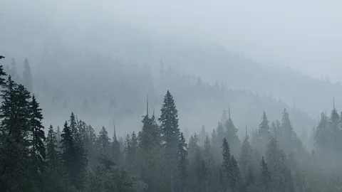 Misty Ferns Stock Footage 130055719