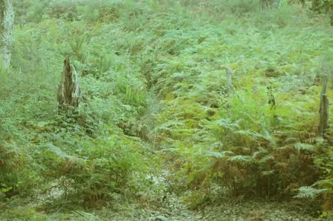 Misty field Stock Photos