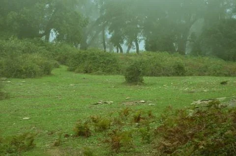 Misty fields Stock Photos